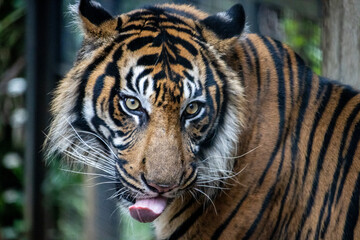 Fototapeta premium Tokyo, Japan, 31 October 2023: Close-up of a Sumatran tiger in a zoo habitat.