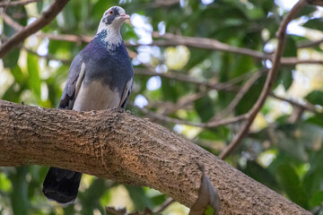 A beautiful domestic pigeon bird is standing on a tree branch.