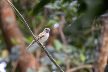 A small house sparrow bird is sitting on an electric metal wire. The scientific name for the house sparrow is Passer domesticus.