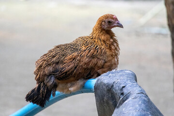 A domestic brown chicken is sitting on a water pipe in the yard and thinking. 