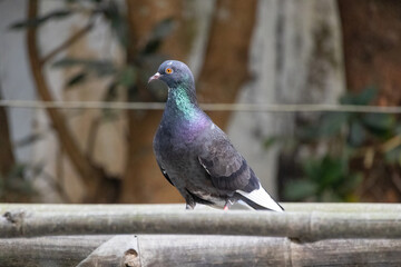 Beautiful pigeon standing on dry bamboo and looking curiously in its natural habitat.
