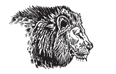 Graphical portrait of lion on white background, graphical illustration