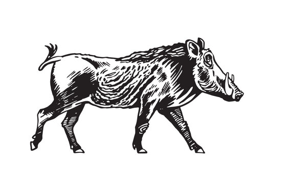 Graphical wild hog isolated on white background, vector ink illustration
