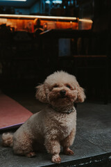 Dog on the street