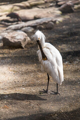 Platalea bird. Platalea leucorodia. Eurasian spoonbill. Common spoonbill. Wading bird. 