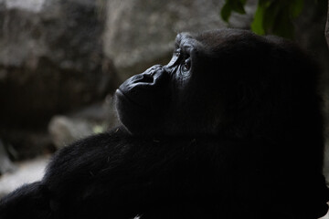 Tokyo, Japan, 31 October 2023: Gorilla in contemplation at a zoo exhibit.
