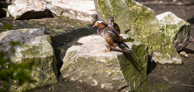 Mandarin duck. Aix galericulata. Multicolored waterfowl
