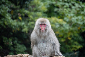 Naklejka na ściany i meble Tokyo, Japan, 31 October 2023: Japanese macaque sitting calmly in a natural zoo environment.