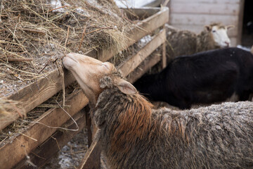 Sheep in the paddock in winter