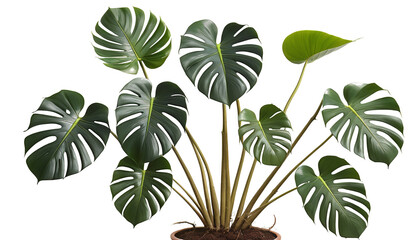 Monstera Tree with Newborn and Adult Leaves: Vector Illustration On transparent background PNG file
