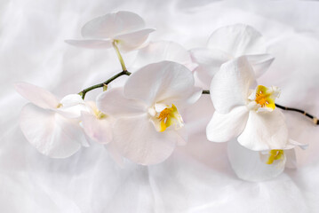Obraz na płótnie Canvas The branch of white orchids on white fabric background 