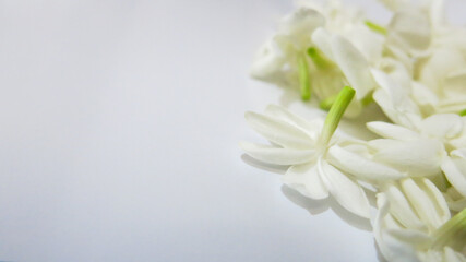 group of white jasmine flower isolated in white background, free space for text