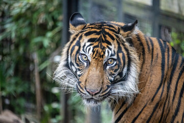 Tokyo, Japan, 31 October 2023: Sumatran tiger at Ueno Zoo.