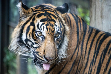 Tokyo, Japan, 31 October 2023: Sumatran tiger looking intently in a zoo habitat.