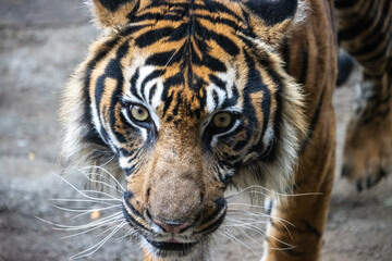 Tokyo, Japan, 31 October 2023: Sumatran tiger prowling in Ueno Zoo.