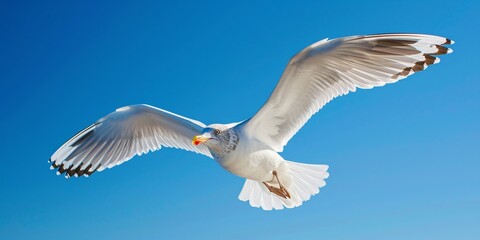 Solitary seagull soaring against a backdrop of azure sky.