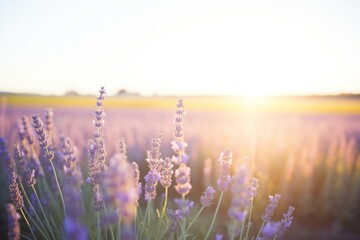 sun illuminating lavender fields in bloom