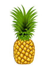 Realistic whole pineapple isolated on white background. Vector illustration EPS 10.