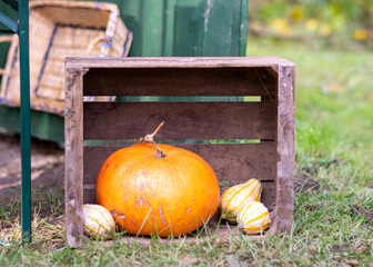 still life with bright pumpkin, autumn harvest time