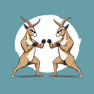 Kangaroos fight. Vector illustration of kangaroos boxing.