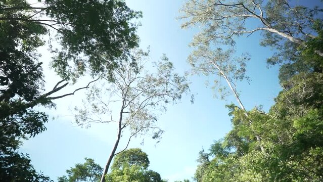 A dirt track surrounded by Atlantic Forest vegetation, inside the Parque Municipal da Cidade, in Niter&oacute;i, Rio de Janeiro, Brazil.