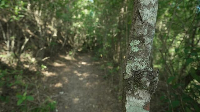 A hiking trail surrounded by trees and Atlantic Forest vegetation, within the protected area of Parque Municipal da Cidade, in Niter&oacute;i, Rio de Janeiro, Brazil.