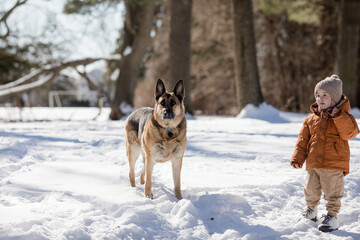 German shepherd dog on snow in winter day