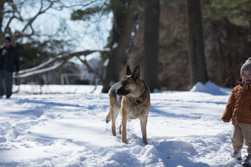 German shepherd dog on snow in winter day