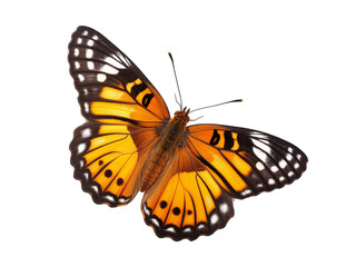Fototapeta na wymiar Viceroy butterfly isolated on transparent or white background, png
