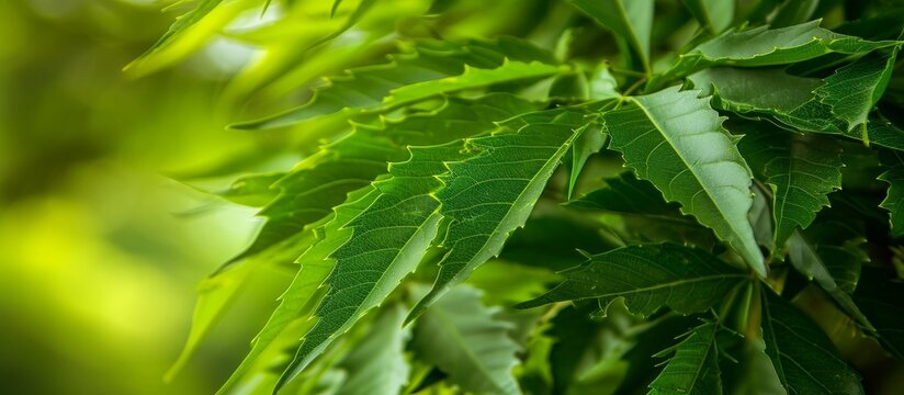 Neem leaves, a fresh green plant, grow naturally as a food and herb.