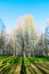 Fototapete Birkenhain landscape with a birch grove on a spring morning, the first bright green