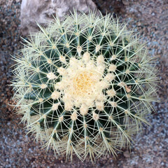 Top view at cactus called mother-in-law's cushion (Echinocactus grusonii)