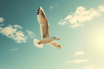 Fototapeta premium Seagull Flying in Sunlit Blue Sky 
