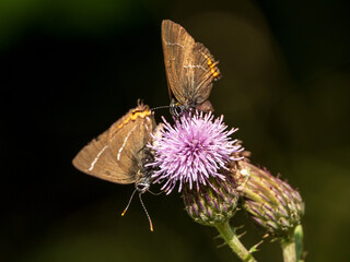 Two White-letter Hairstreak Feeding on Creeping Thistle