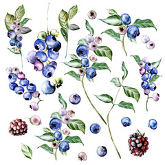 Watercolor set of elements of flowers and fruit berries with green leaves. - 726542474