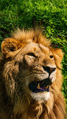Lion dans le parc de Togoro en Tanzanie / Lion in the Togoro Park in Tanzania