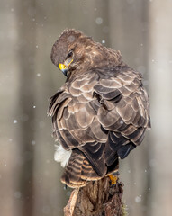 Common Buzzard in winter at a wet forest