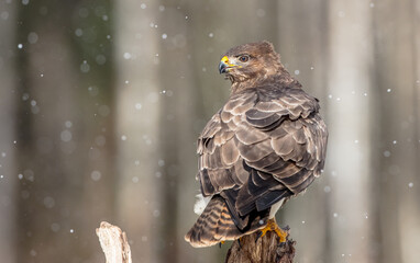 Common Buzzard in winter at a wet forest
