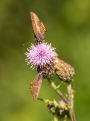 Two White-letter Hairstreak Feeding on Creeping Thistle