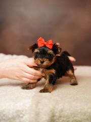 A small Yorkshire terrier puppy sits in the arms of a woman on a brown background. Cute dog. Copy space for text	