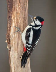 Great Spotted Woodpecker - male - in the wet forest in winter