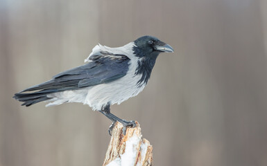 Hooded Crow - at the wet forest in early spring