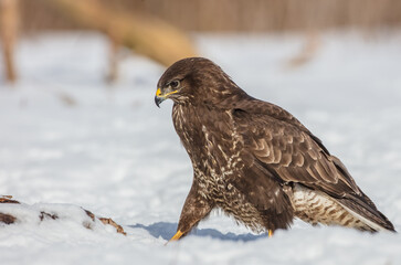 Common Buzzard in winter at a wet forest