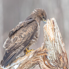 Common Buzzard in winter at a wet forest