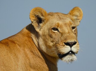 Lioness showing her best side