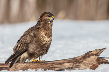Fototapeta premium Common Buzzard in winter at a wet forest