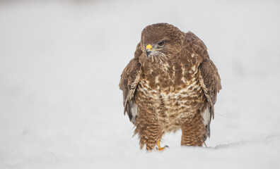 Common Buzzard in winter at a wet forest