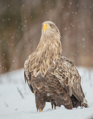 The white-tailed eagle - adult male - in early spring at the wet forest during the snowstorm