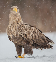 The white-tailed eagle - adult male - in early spring at the wet forest during the snowstorm