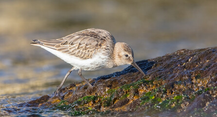 Dunlin - young bird at a seashore on the autumn migration way